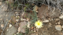 Malacothrix glabrata