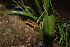 Scinax imbegue