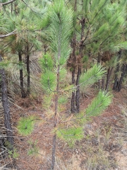 Pinus teocote