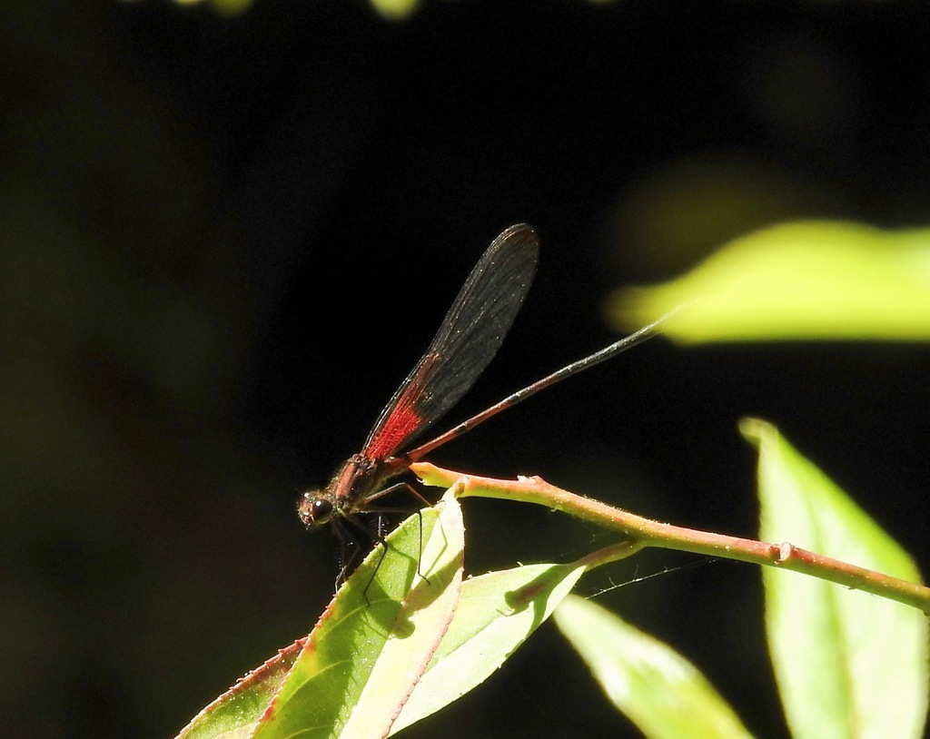 Smoky Rubyspot
