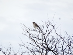 Spiziapteryx circumcincta