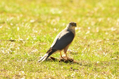 Cooper's Hawk photographed in Illinois