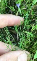 Gilia nevinii