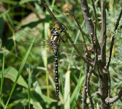 Sedge Darner (Aeshna juncea), a species recorded in Alaska
