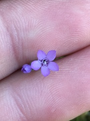Gilia nevinii