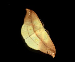 Tridrepana argentistriga