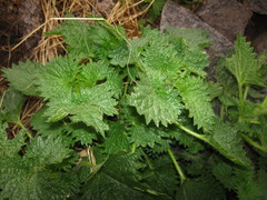Urtica gracilenta