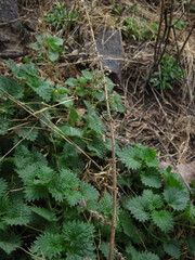 Urtica gracilenta