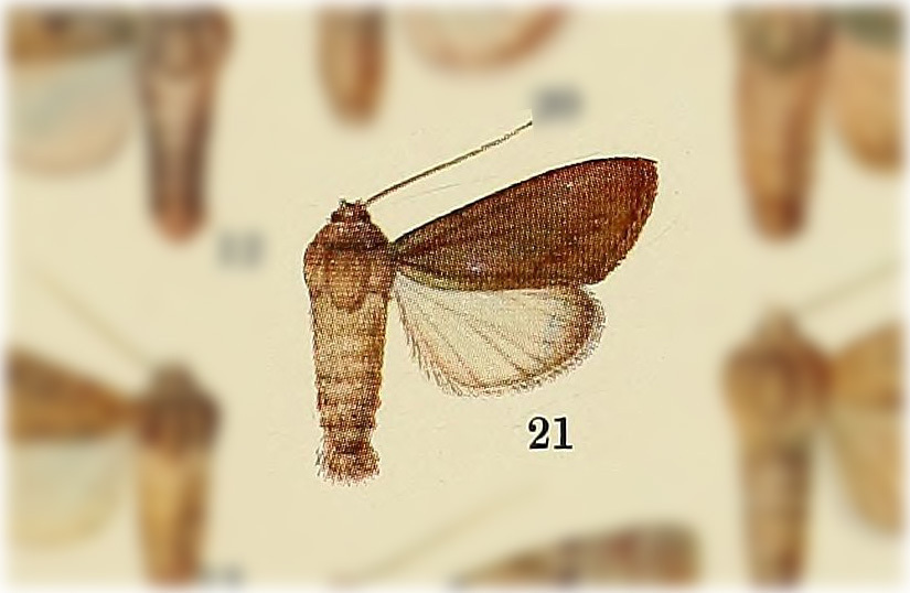 Peridroma differens