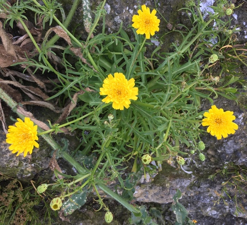Malacothrix foliosa ssp. philbrickii