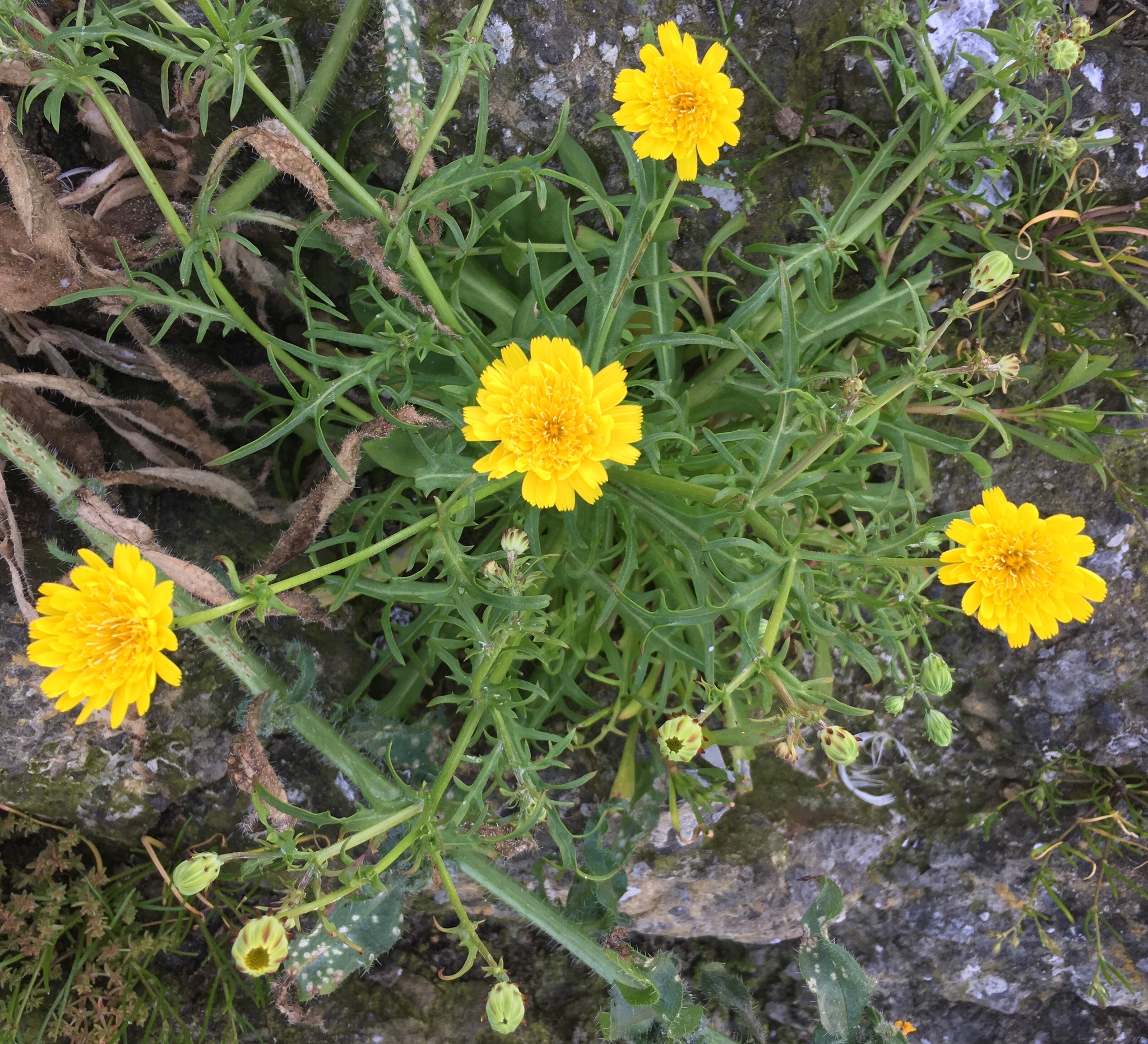 Malacothrix foliosa ssp. philbrickii