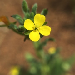 Camissoniopsis hirtella