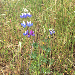 Lupinus nanus