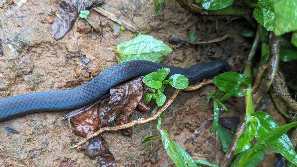 Uropeltis from 5854+J6J, Mullodi, Karnataka 577124, India on September