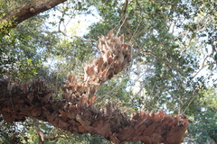 Drynaria quercifolia