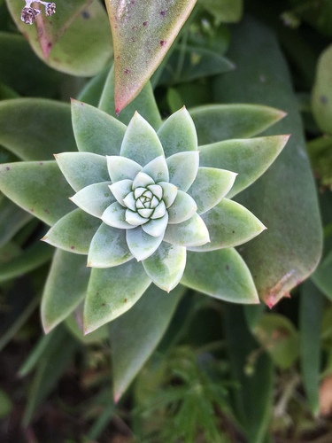 Dudleya traskiae