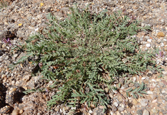 Astragalus lotiflorus