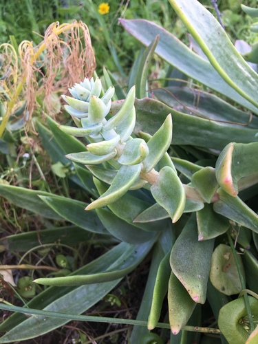 Dudleya traskiae