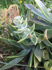 Dudleya traskiae