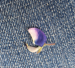 Lupinus nanus