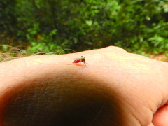 Aedes scapularis