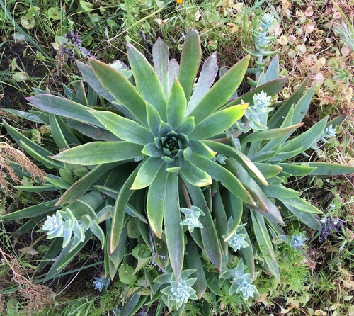 Dudleya traskiae