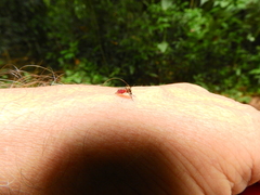 Aedes scapularis