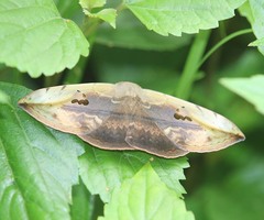 Hypopyra vespertilio