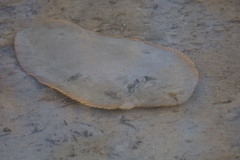 Oriental Sole photo 1