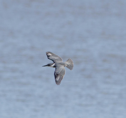 Belted Kingfisher photographed in Louisiana