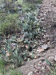 Opuntia cochenillifera