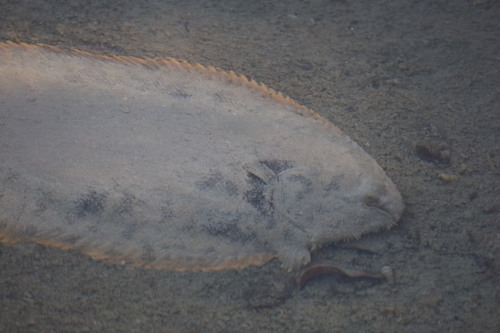 Oriental sole (Brachirus orientalis) — Soleidae