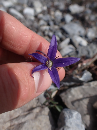 Image of Campanula aurita by no rights reserved