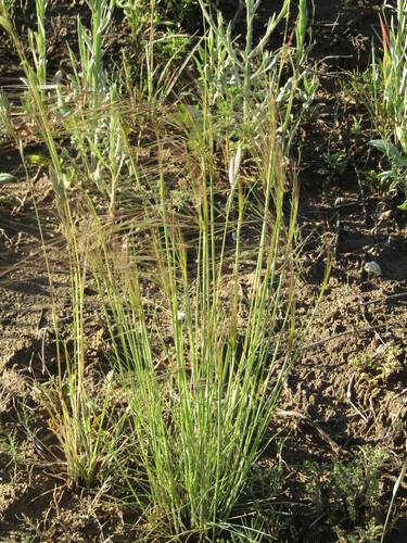 Nassella mucronata observed 2023-11-03