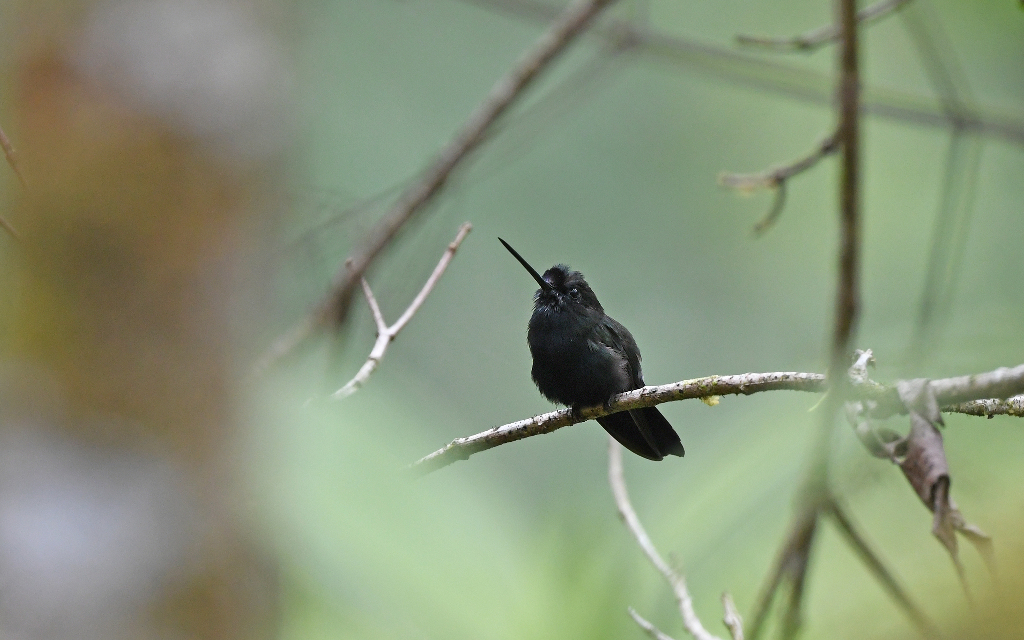 Blue-fronted Lancebill (Doryfera johannae), photo 8