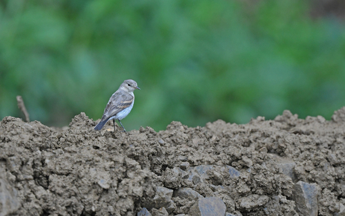 Little Ground Tyrant (Syrtidicola fluviatilis), photo 5