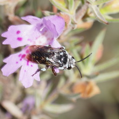 Thyreus caeruleopunctatus