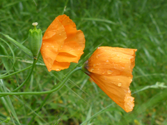 Papaver heterophyllum