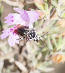 Thyreus caeruleopunctatus