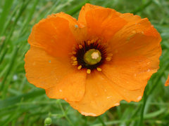 Papaver heterophyllum