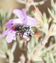 Thyreus caeruleopunctatus