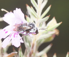 Thyreus caeruleopunctatus