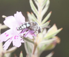 Thyreus caeruleopunctatus
