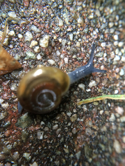 Oxychilus draparnaudi