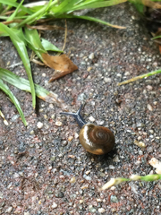 Oxychilus draparnaudi