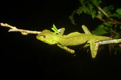 Enyalius iheringii