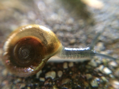 Oxychilus draparnaudi