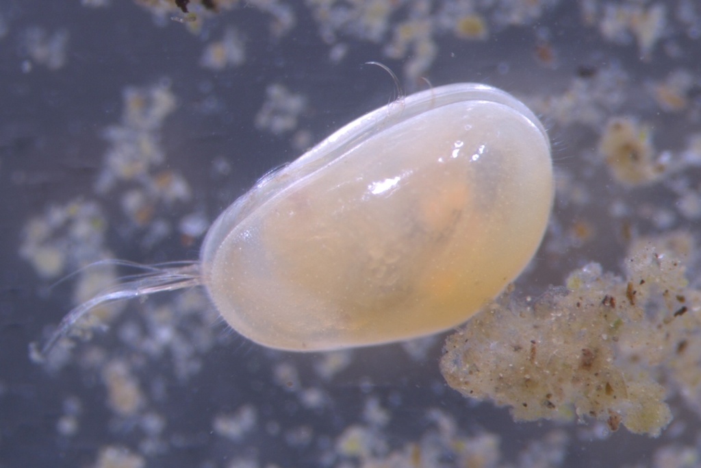 Podocopa