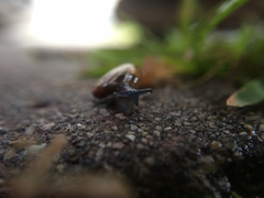 Oxychilus draparnaudi