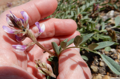 Astragalus lotiflorus